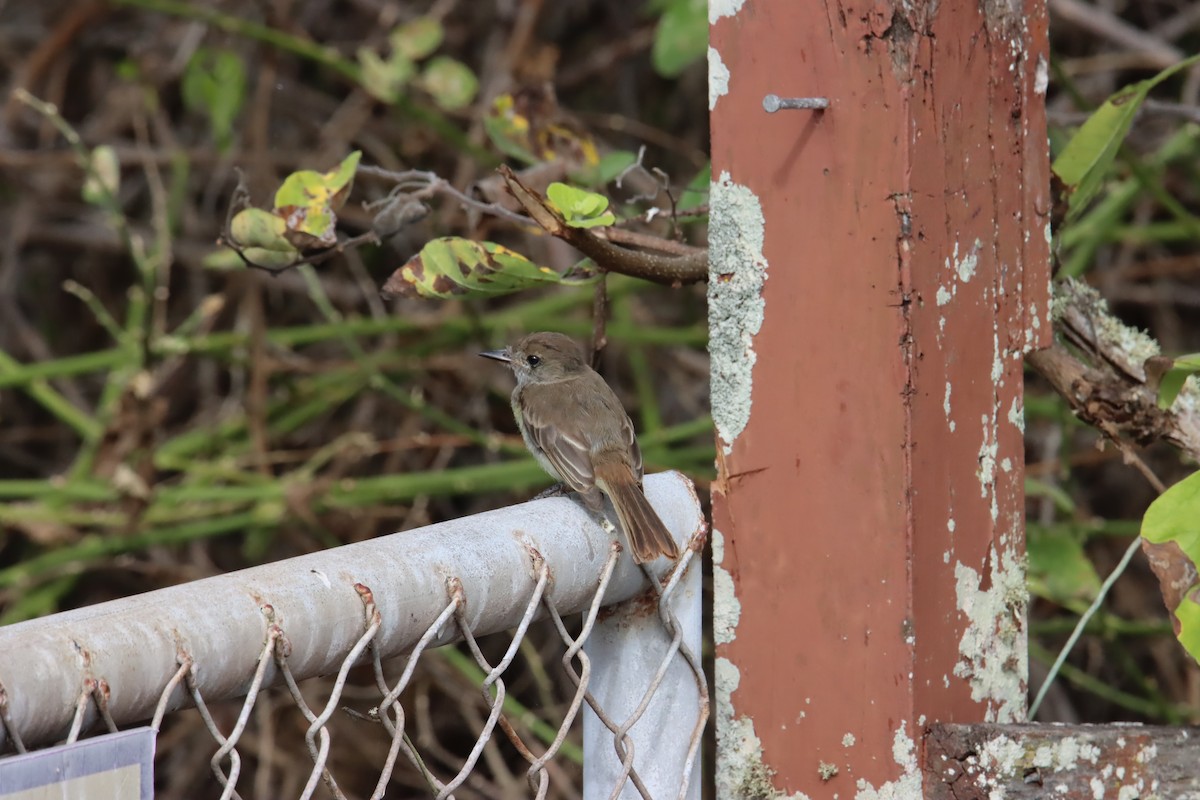 Галапагосский миарх - ML645921597