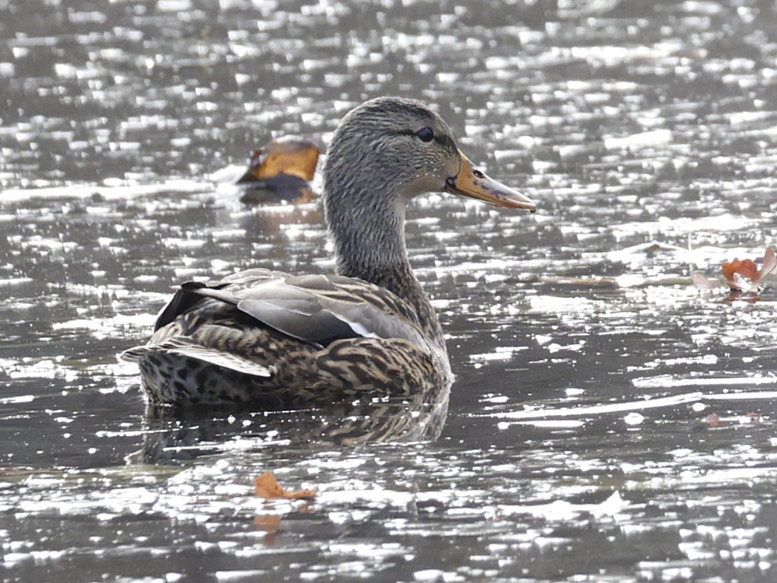 kachna divoká - ML645921606