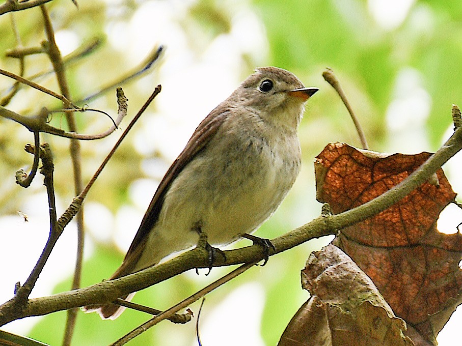 Asian Brown Flycatcher - ML645921610