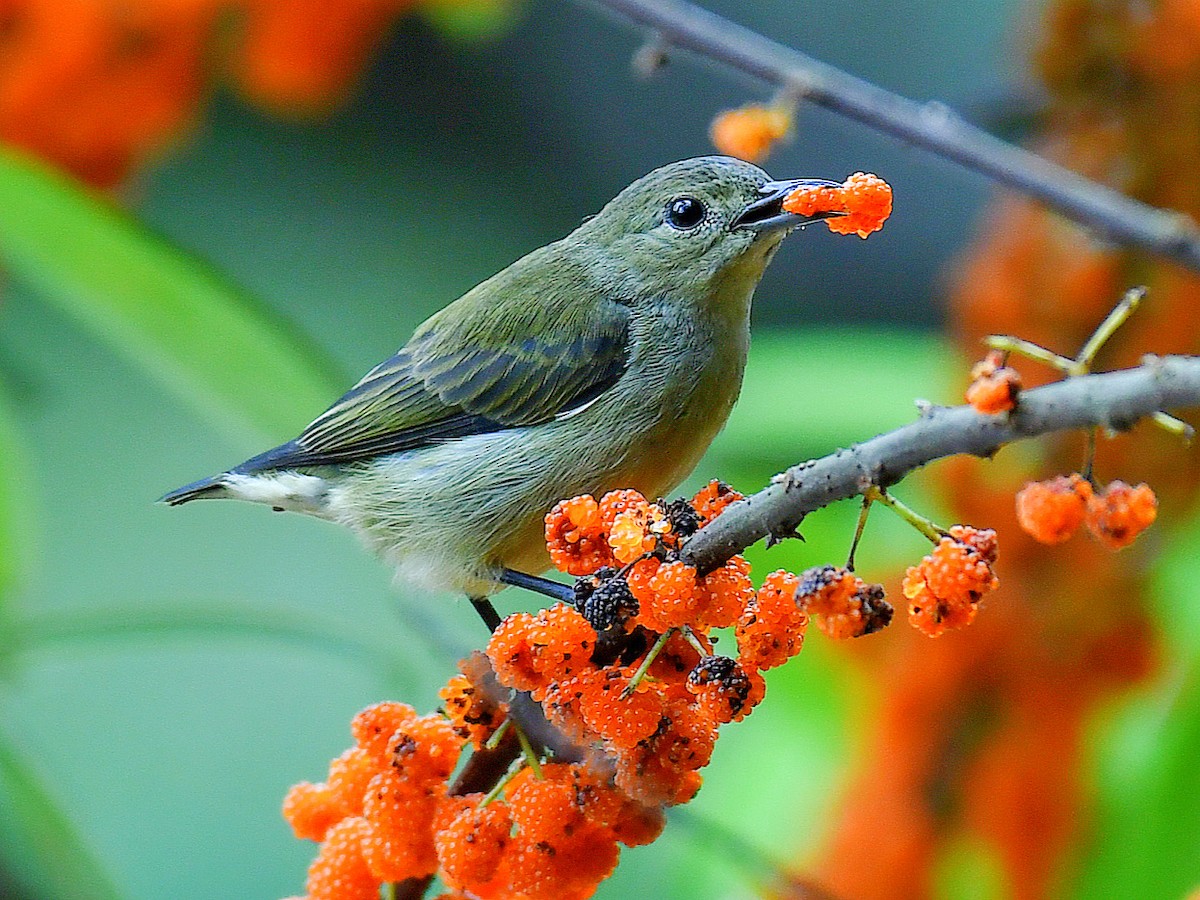 Plain Flowerpecker - ML645921618