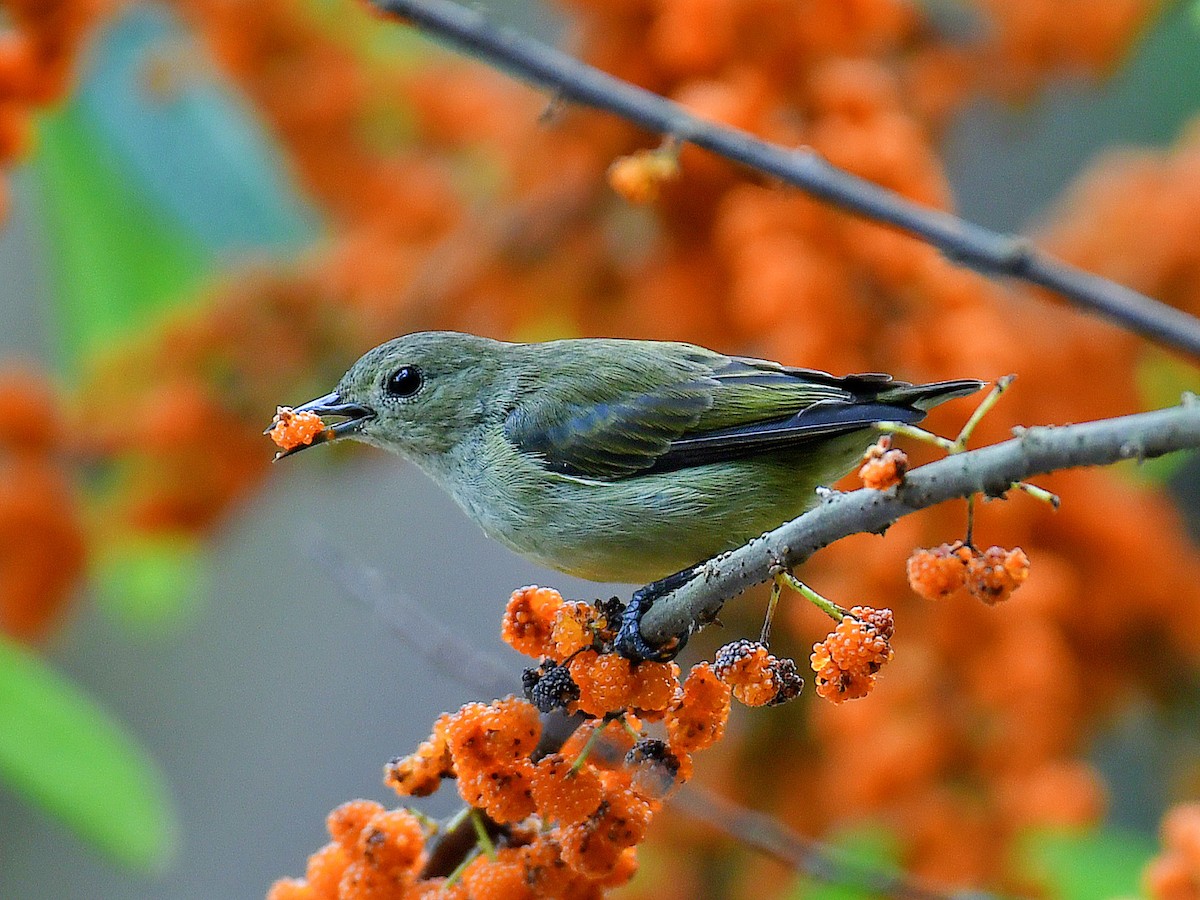 Plain Flowerpecker - ML645921619