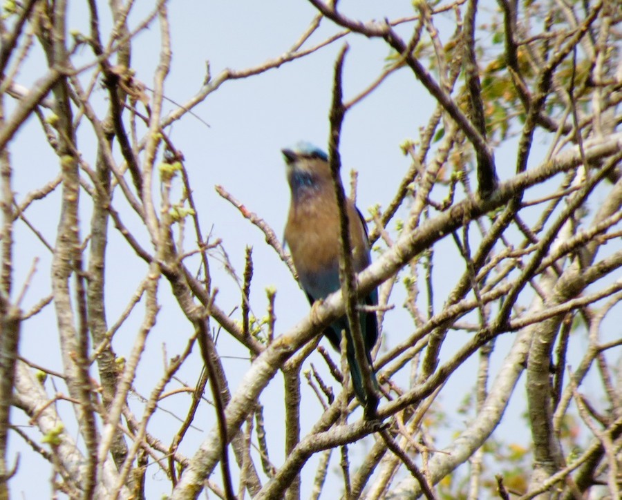 Indochinese Roller - ML645921622