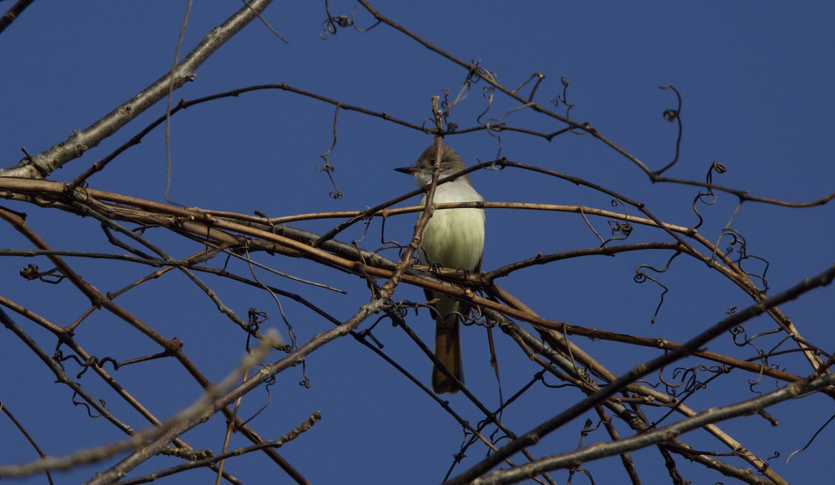Ash-throated Flycatcher - ML645921630