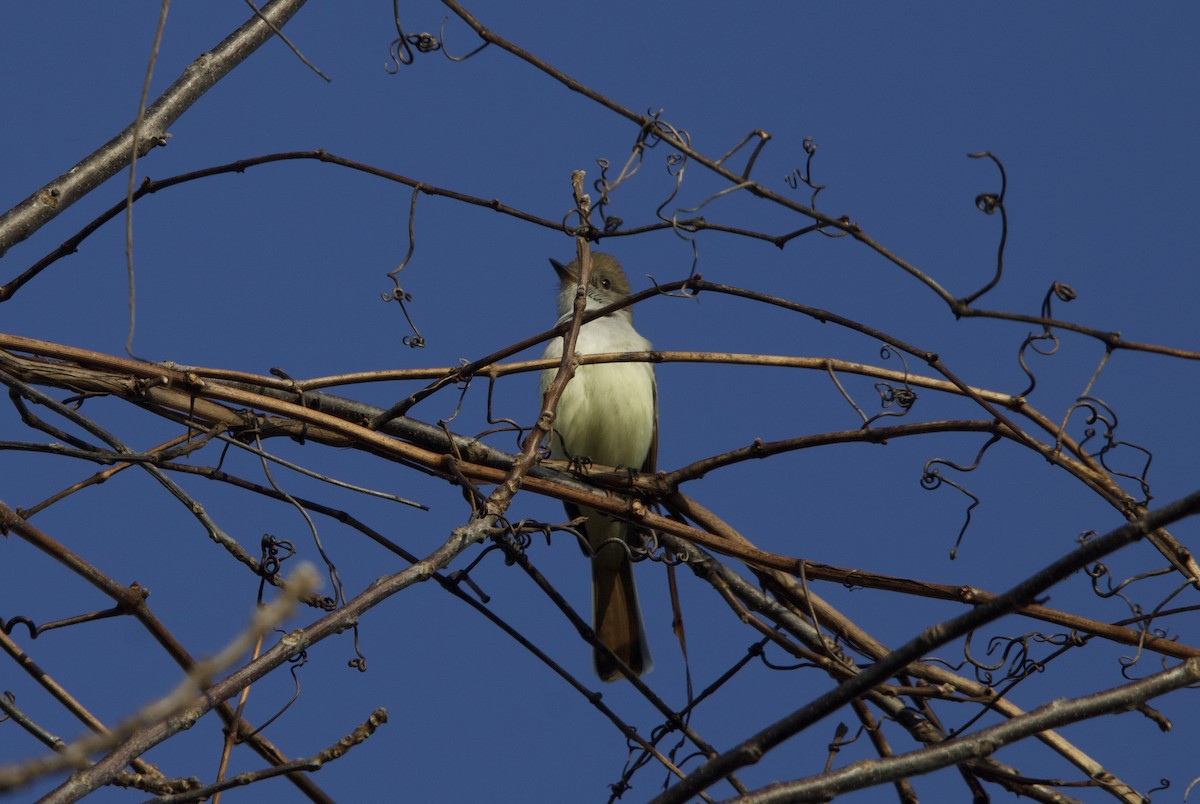 Ash-throated Flycatcher - ML645921631