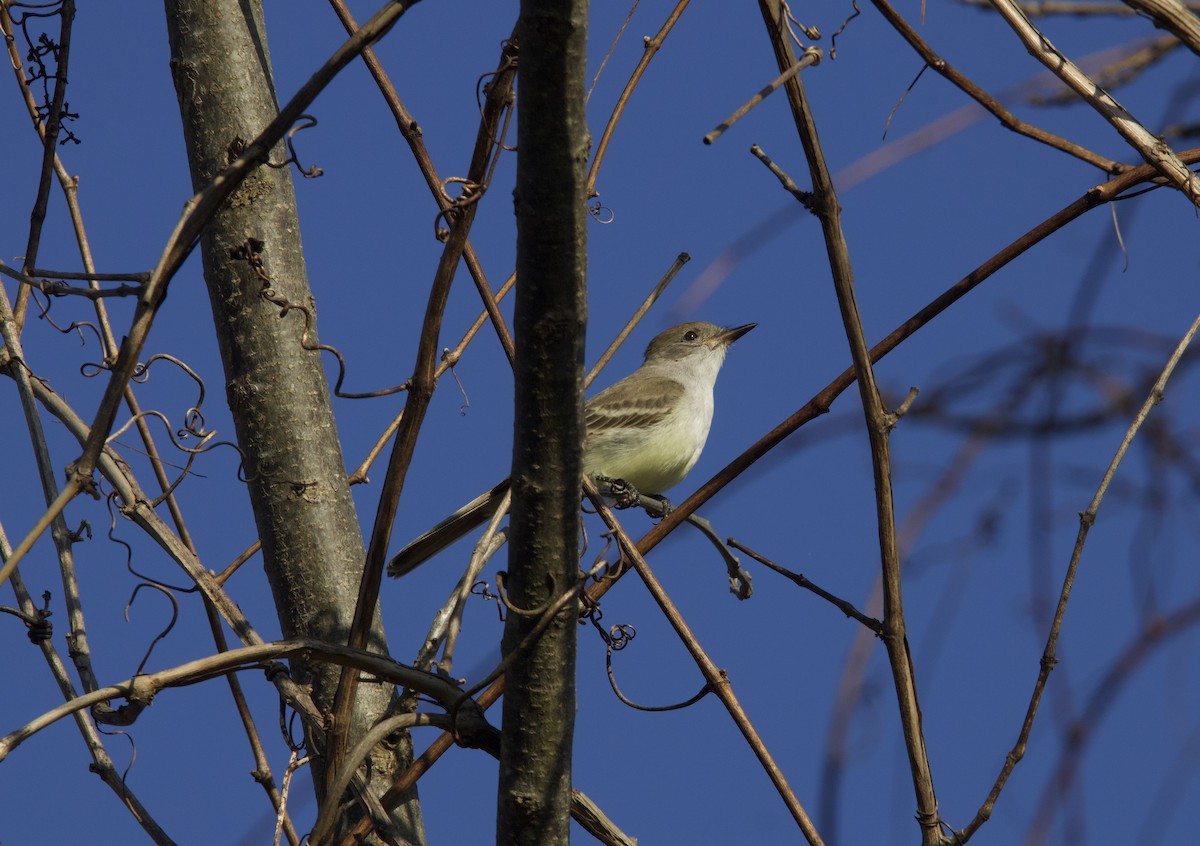 Ash-throated Flycatcher - ML645921632