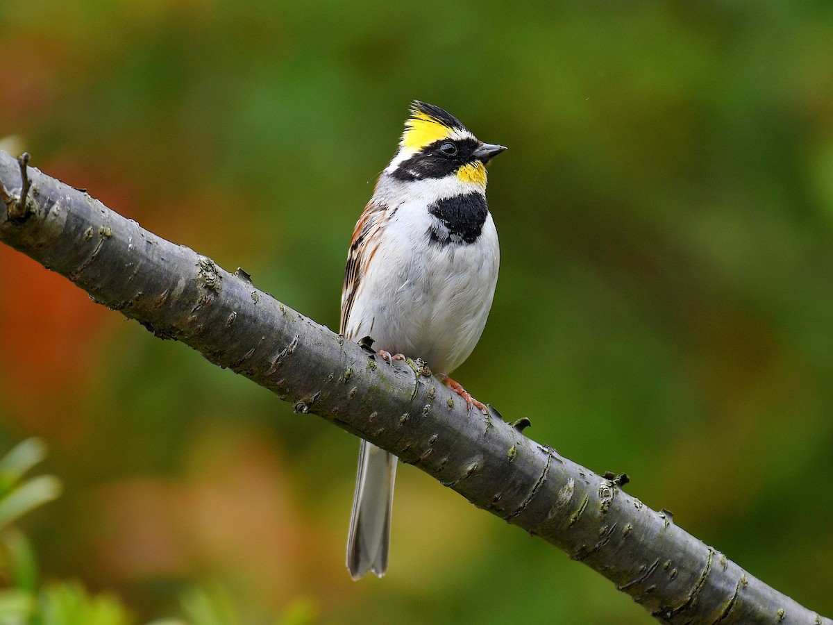 Yellow-throated Bunting - ML645921633