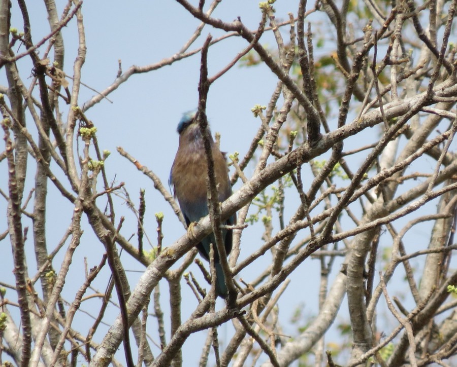 Indochinese Roller - ML645921635