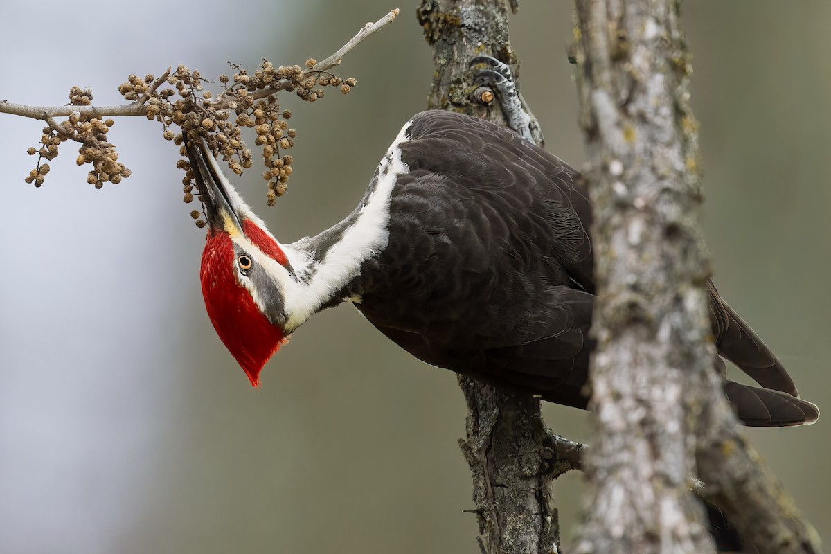 Pileated Woodpecker - ML645921640