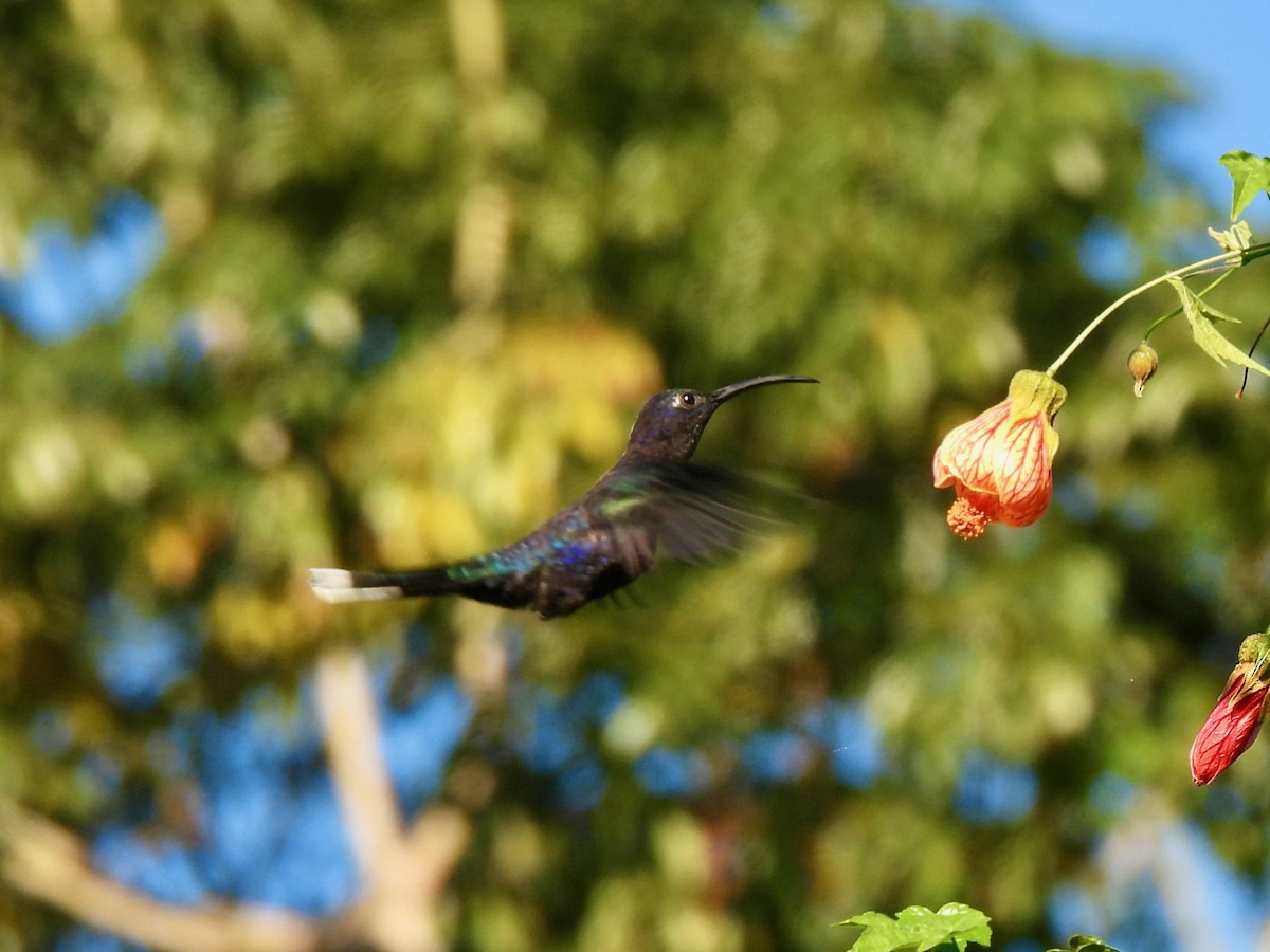 Violet Sabrewing - ML645921643