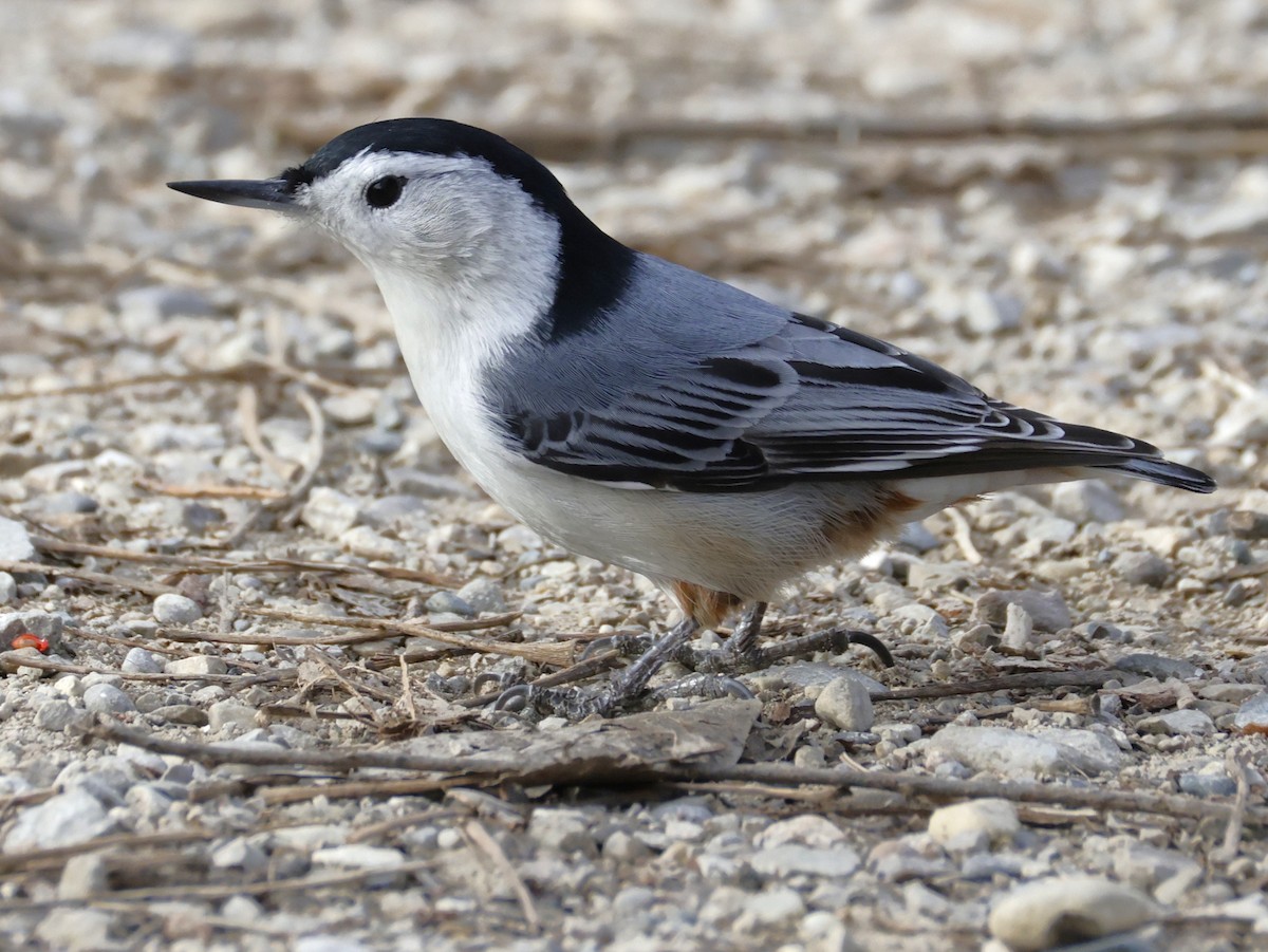 brhlík běloprsý - ML645921646