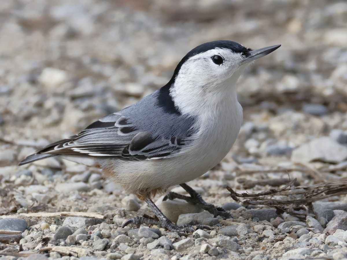 brhlík běloprsý - ML645921647