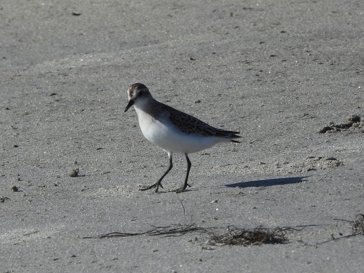 Txirri erdipalmatua - ML645921658