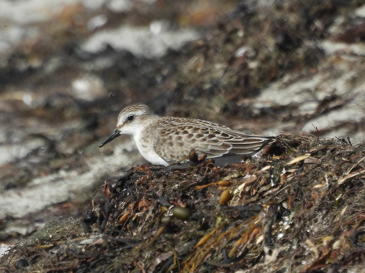 Txirri erdipalmatua - ML645921659