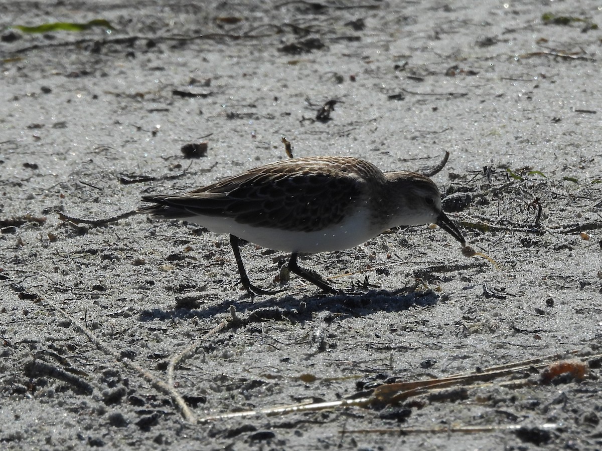 Txirri erdipalmatua - ML645921660