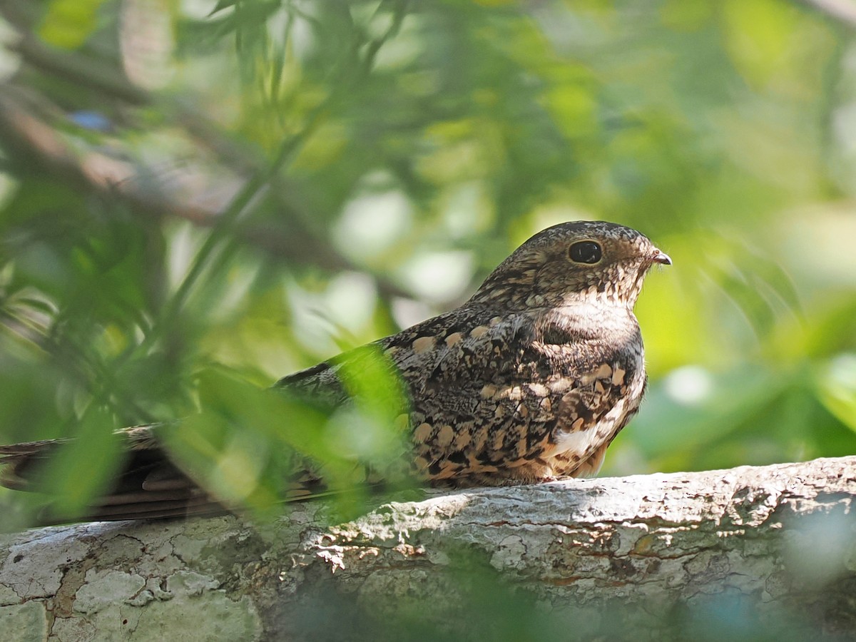 Lesser Nighthawk - ML645921665