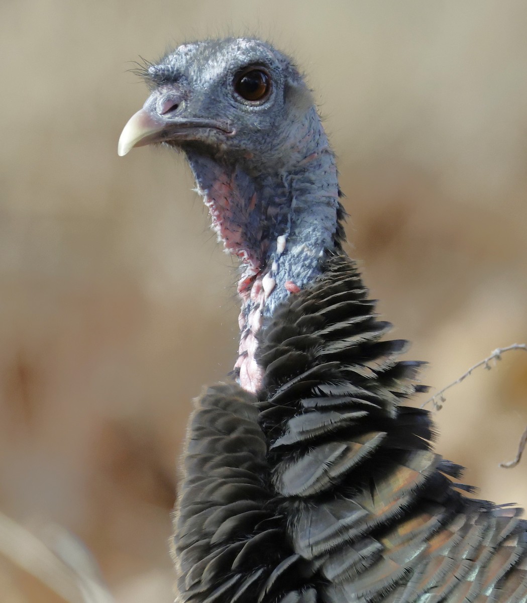 Wild Turkey - ML645921666