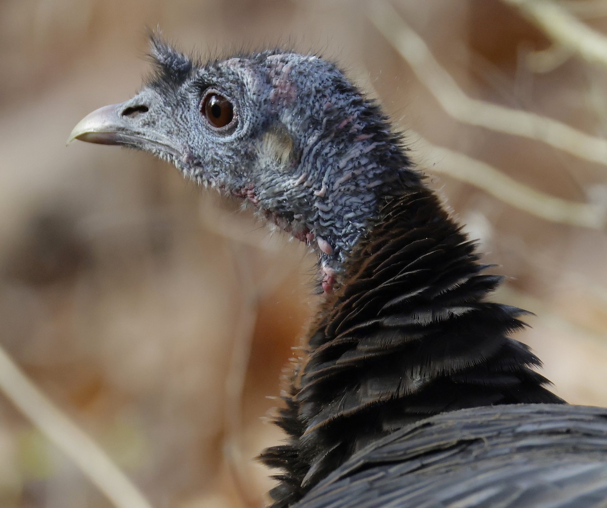 Wild Turkey - ML645921667
