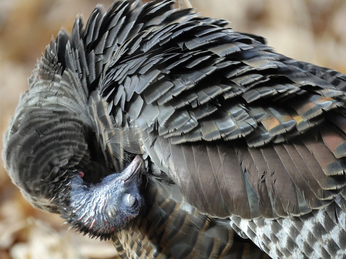 Wild Turkey - ML645921668