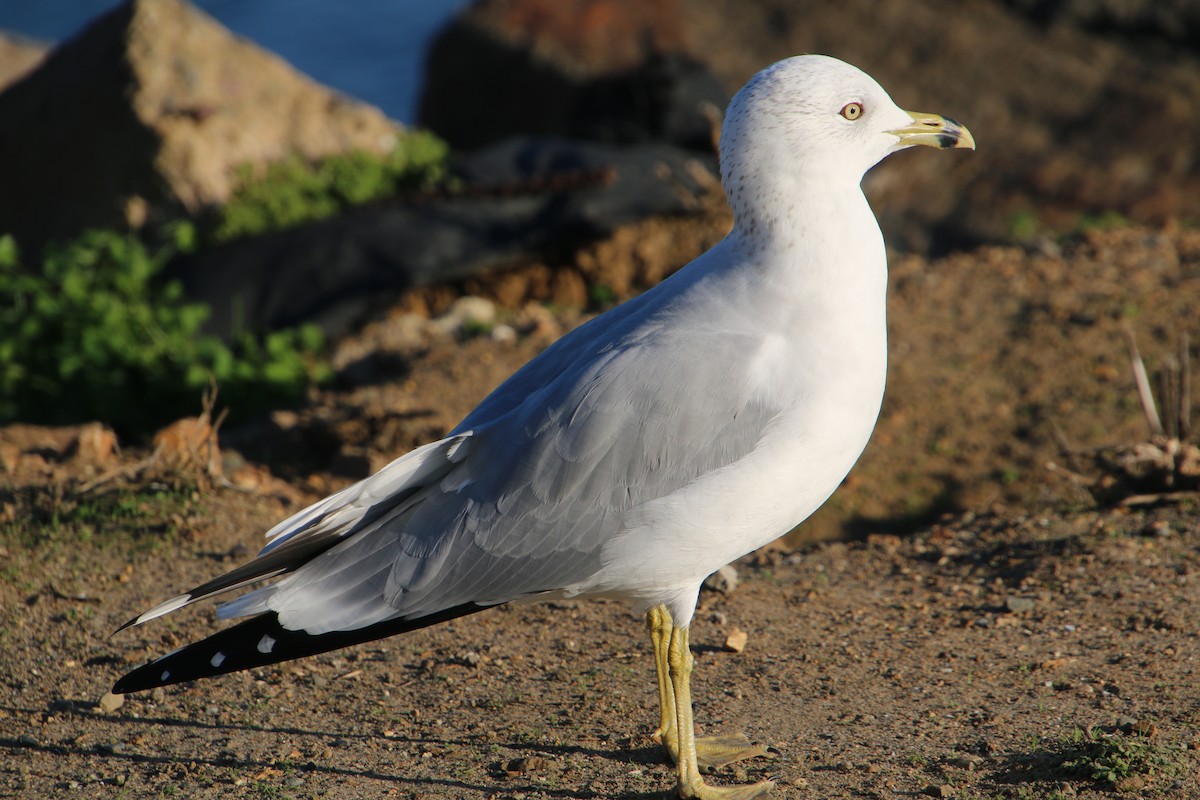 Ring-billed Gull - ML645921699