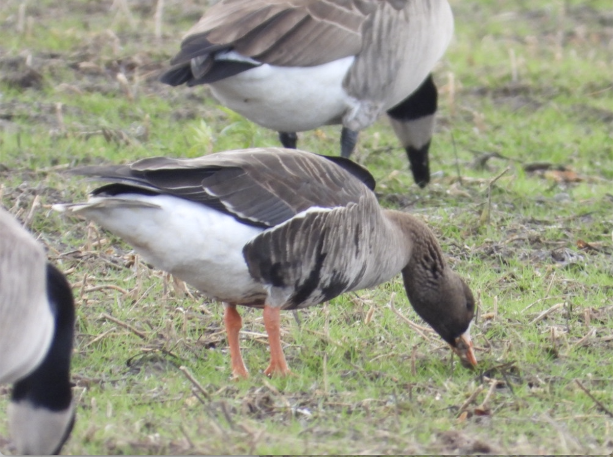 Greater White-fronted Goose - ML645921701