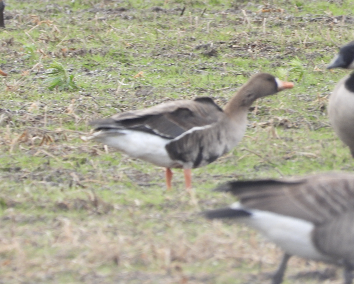 Greater White-fronted Goose - ML645921702