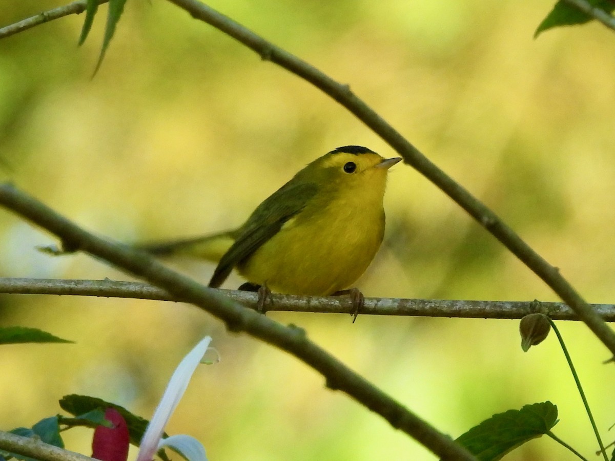 Wilson's Warbler - ML645921707