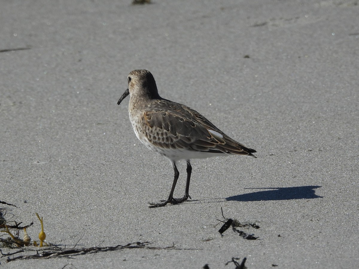 Txirri arrunta - ML645921713