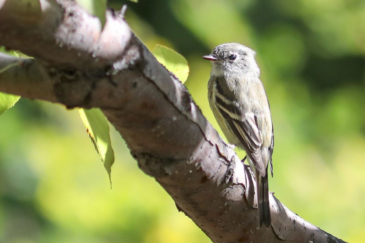 ハモンドメジロハエトリ - ML645921715