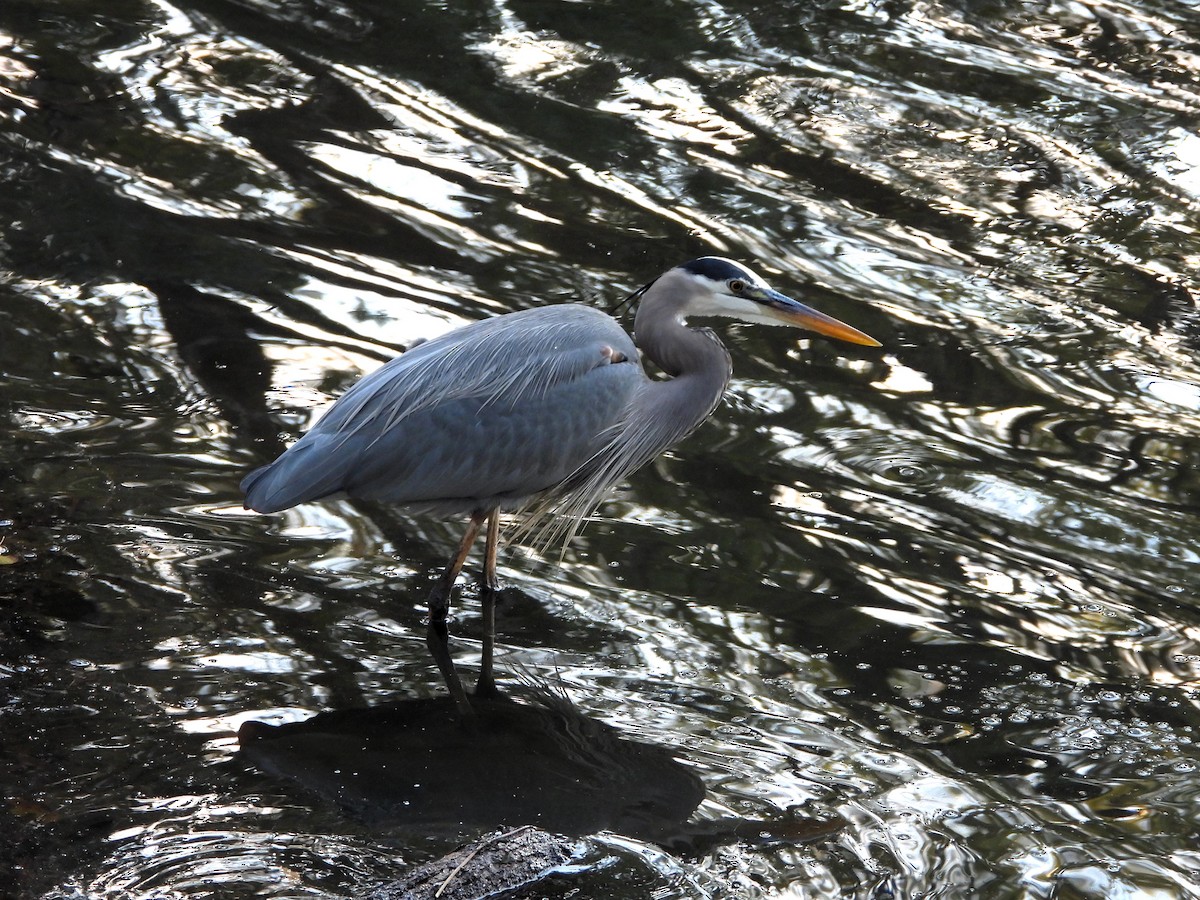 volavka velká - ML645921726