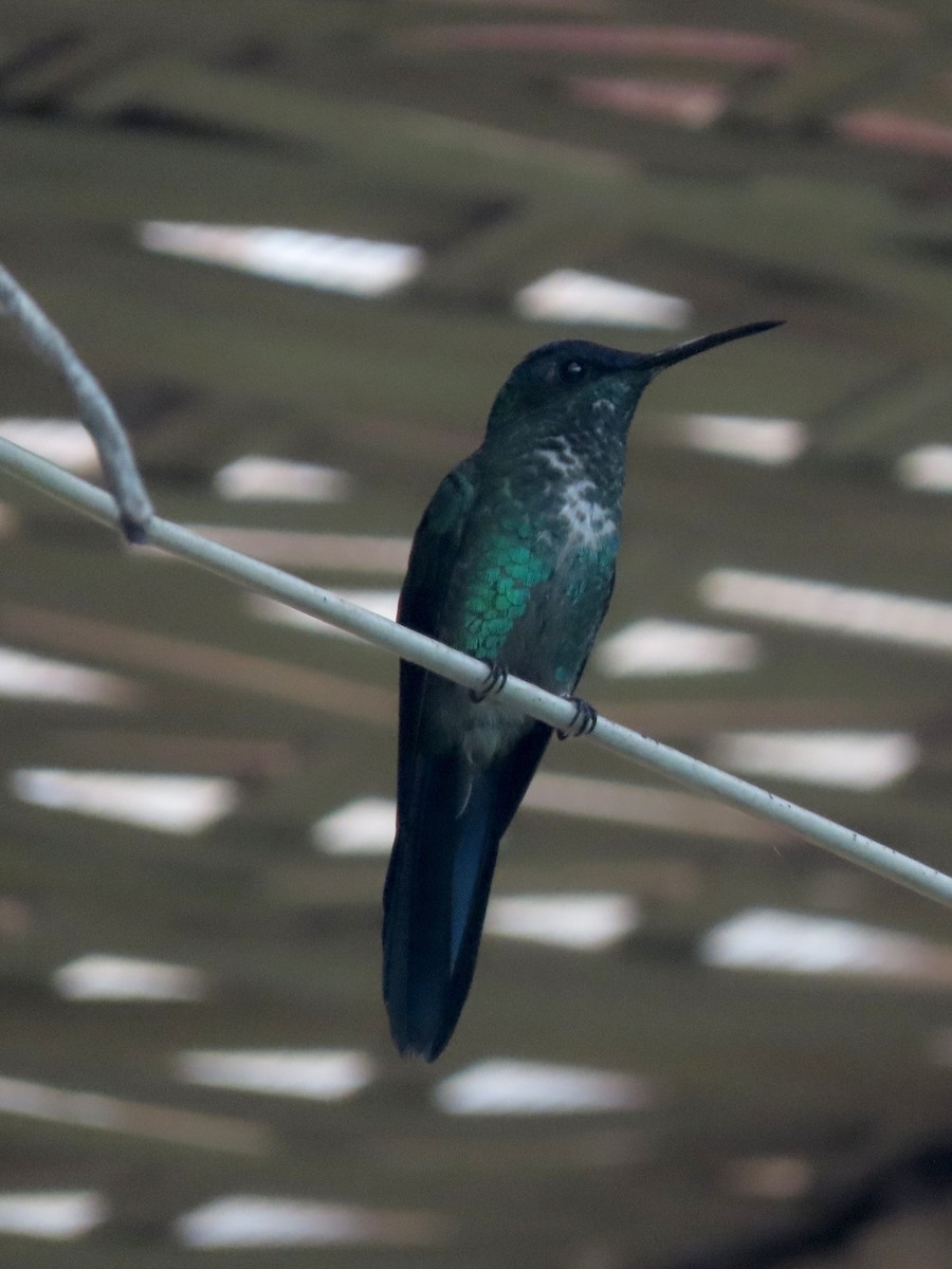 Violet-capped Woodnymph - ML645921730