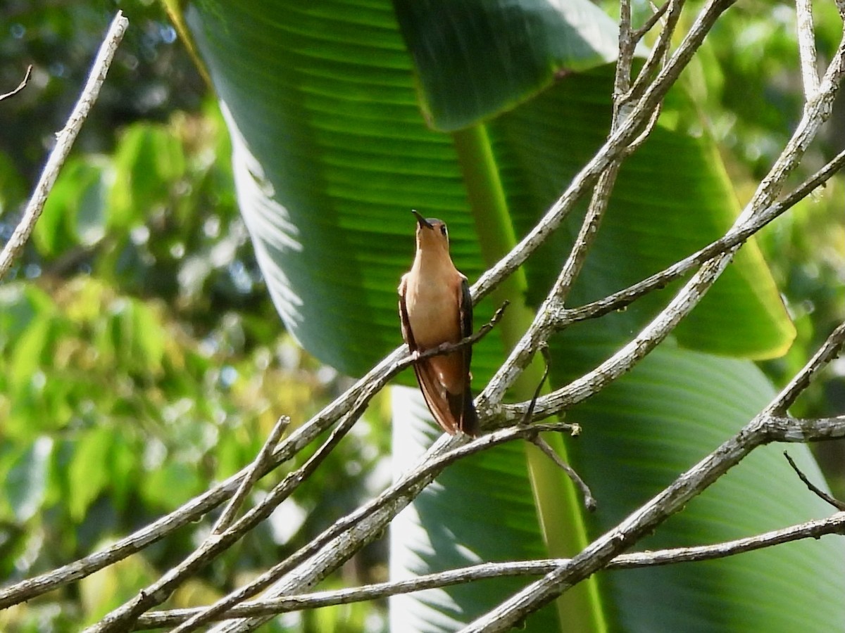 Rufous Sabrewing - ML645921732