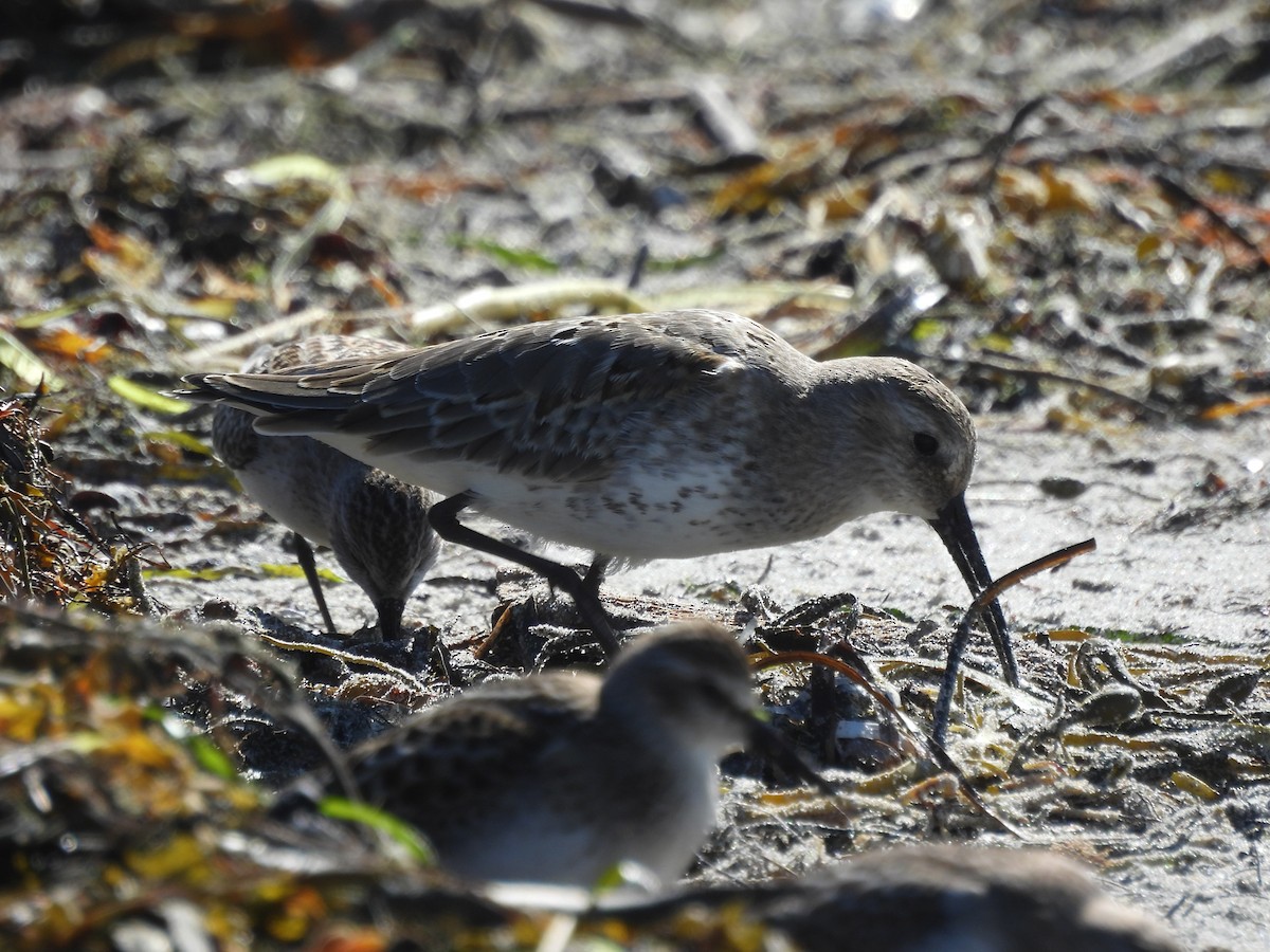 黑腹濱鷸 - ML645921733