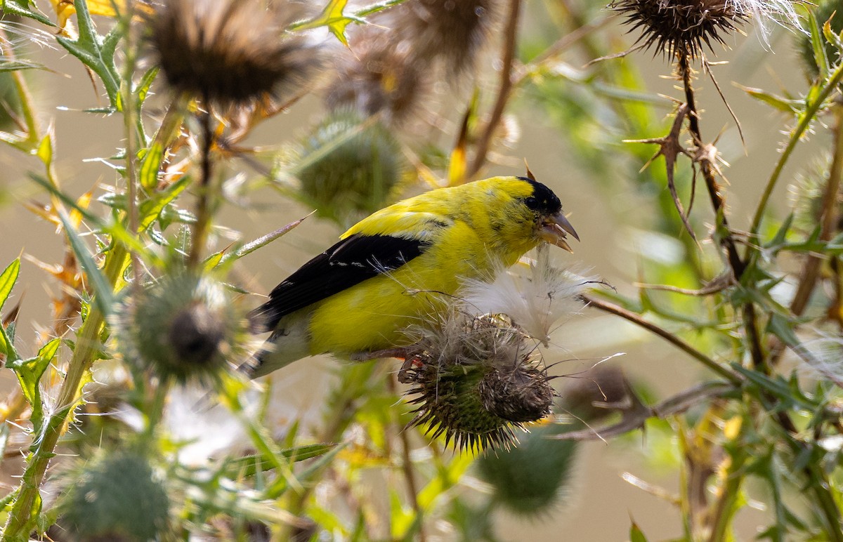 American Goldfinch - ML645921734