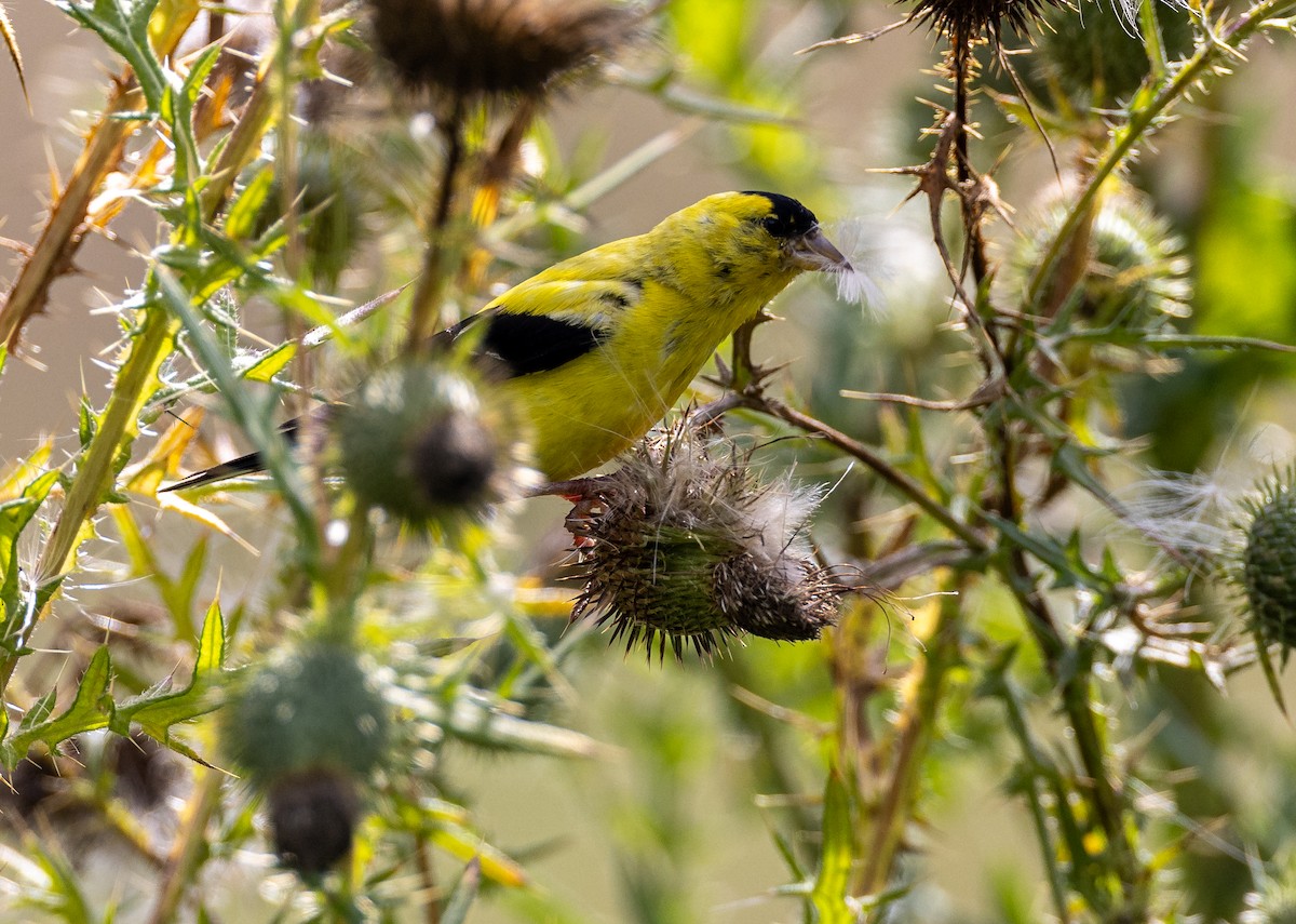 American Goldfinch - ML645921735