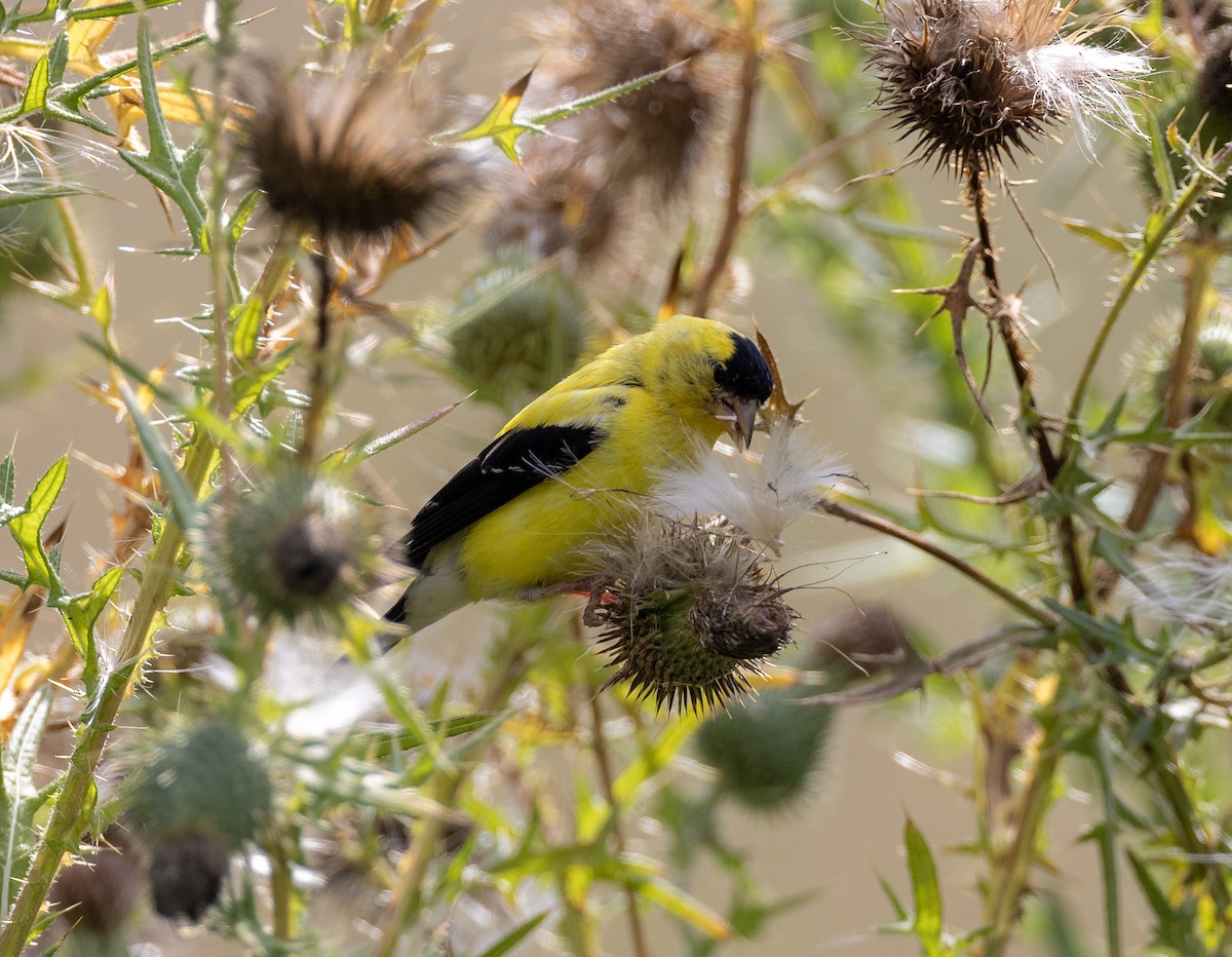 American Goldfinch - ML645921736