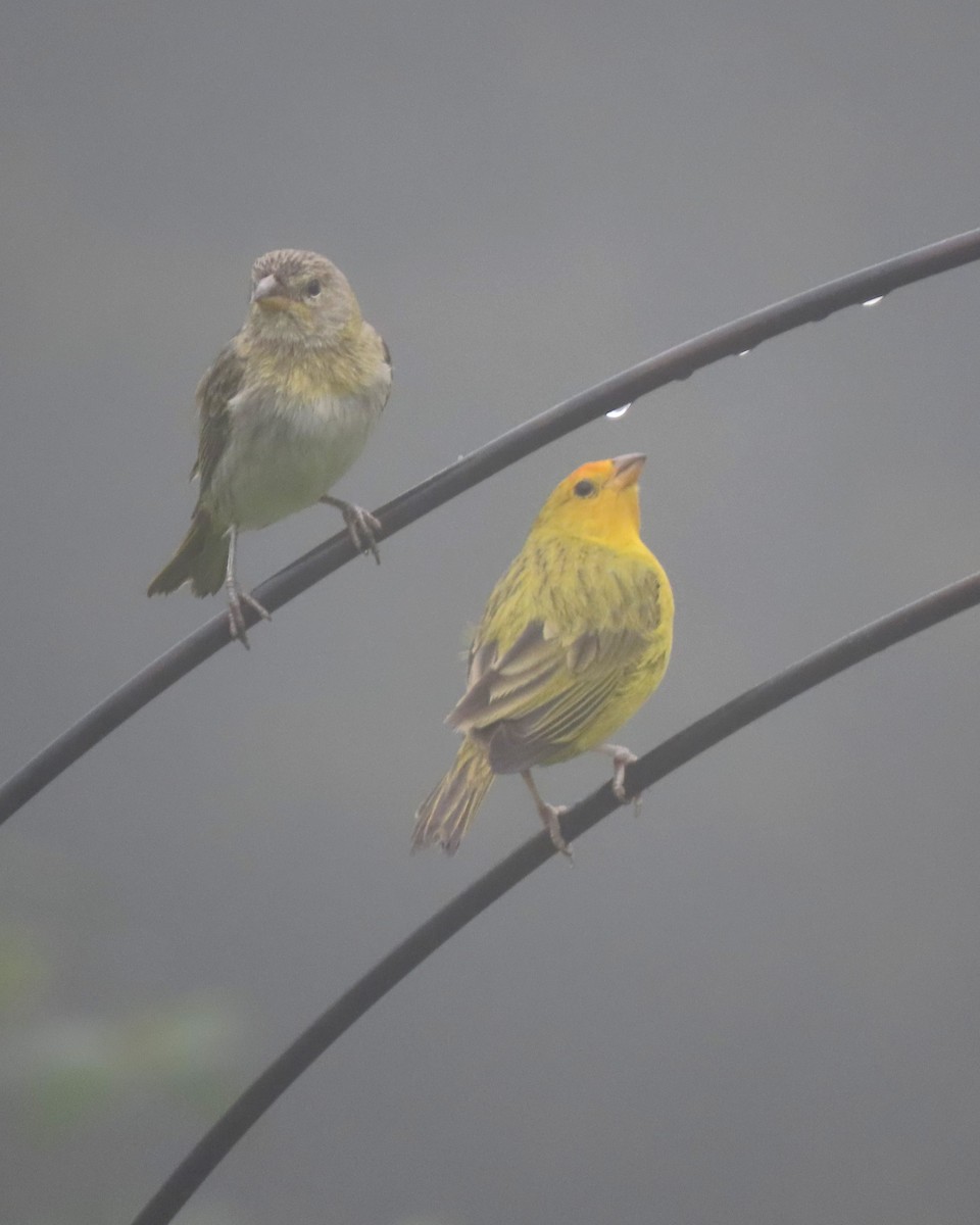 橙黃雀鵐 - ML645921737