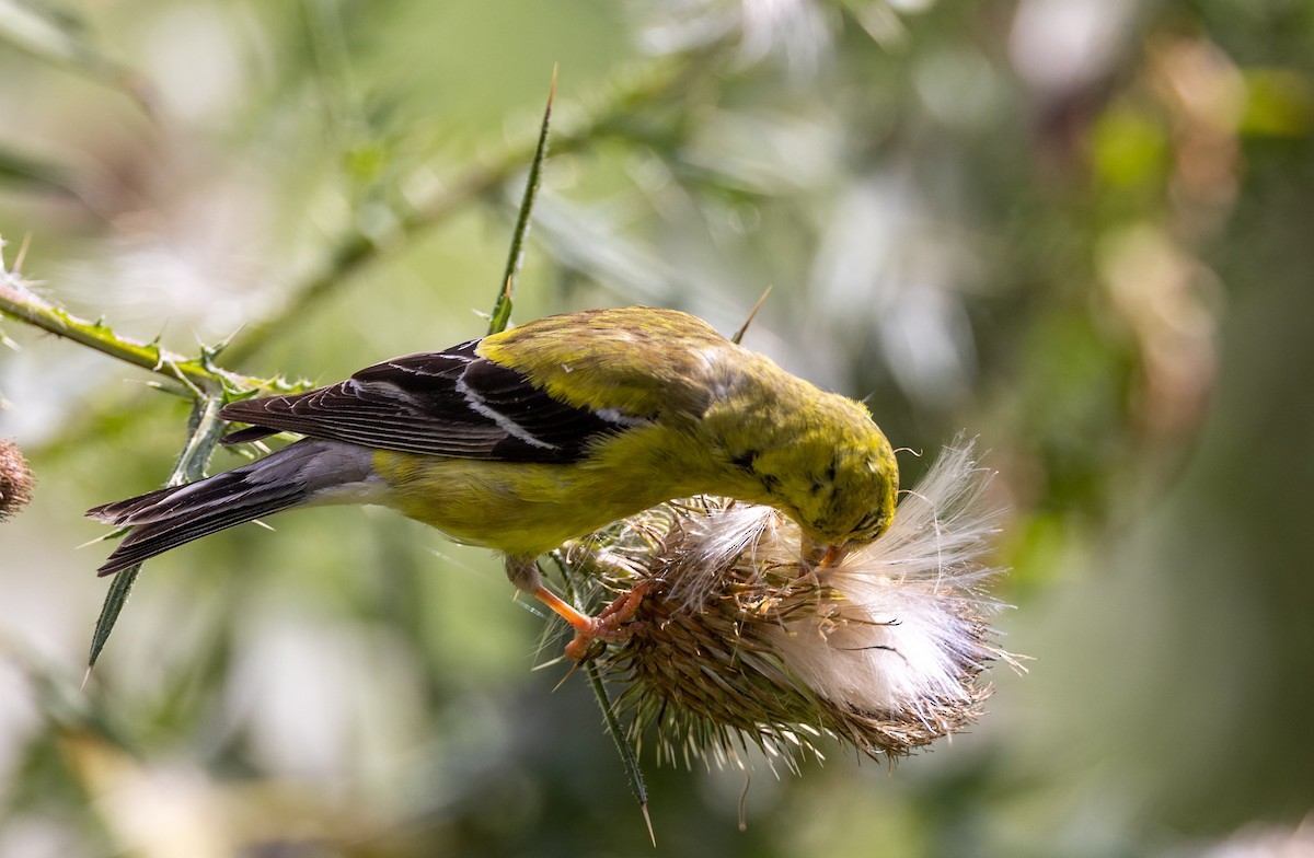 American Goldfinch - ML645921738