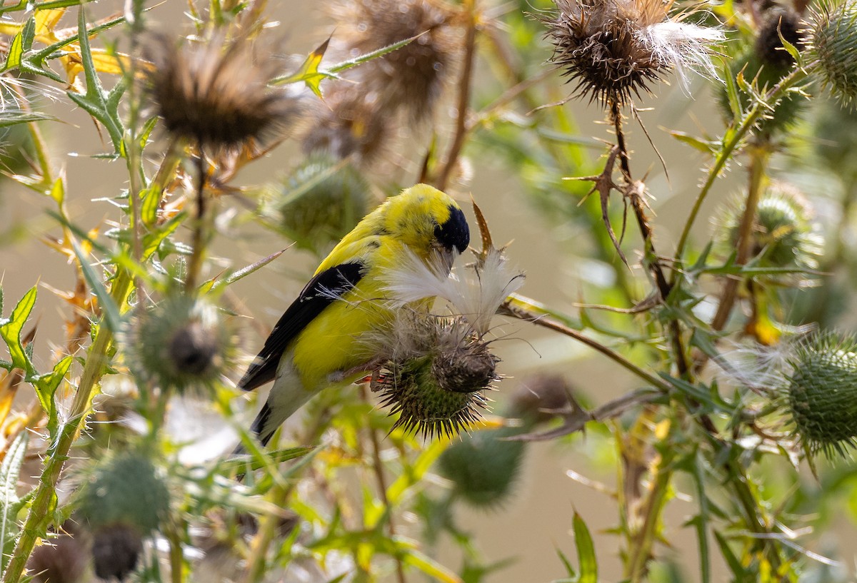 American Goldfinch - ML645921739