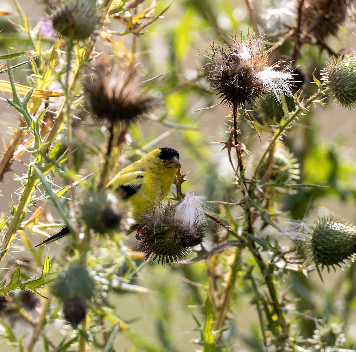 American Goldfinch - ML645921740