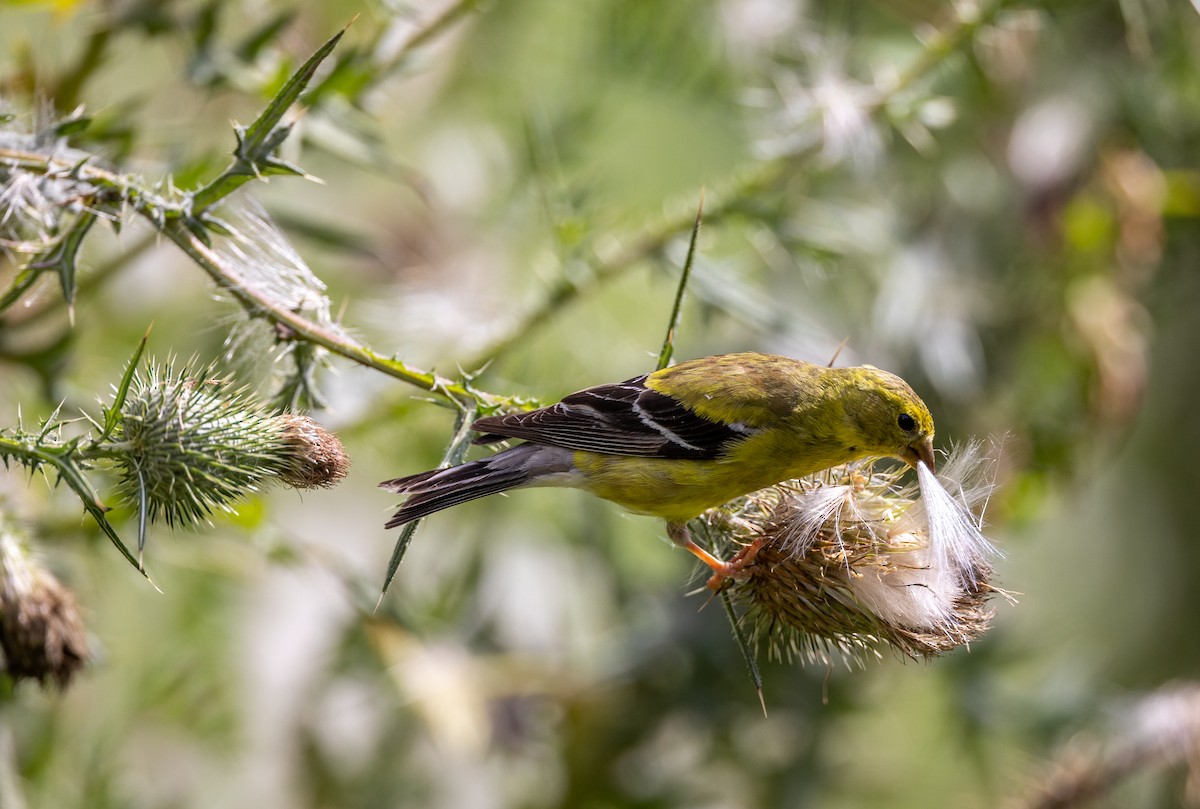 American Goldfinch - ML645921741