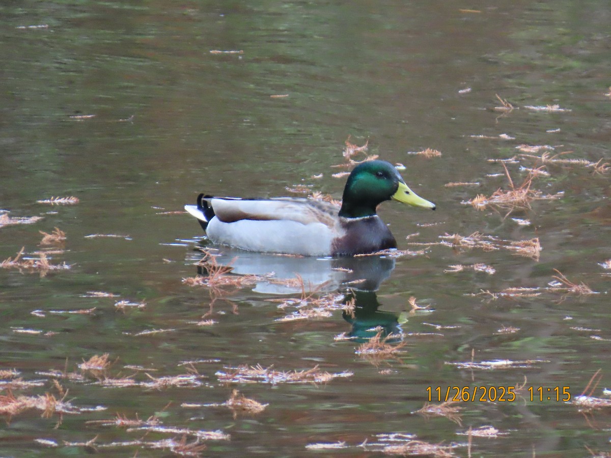 綠頭鴨 - ML645921742