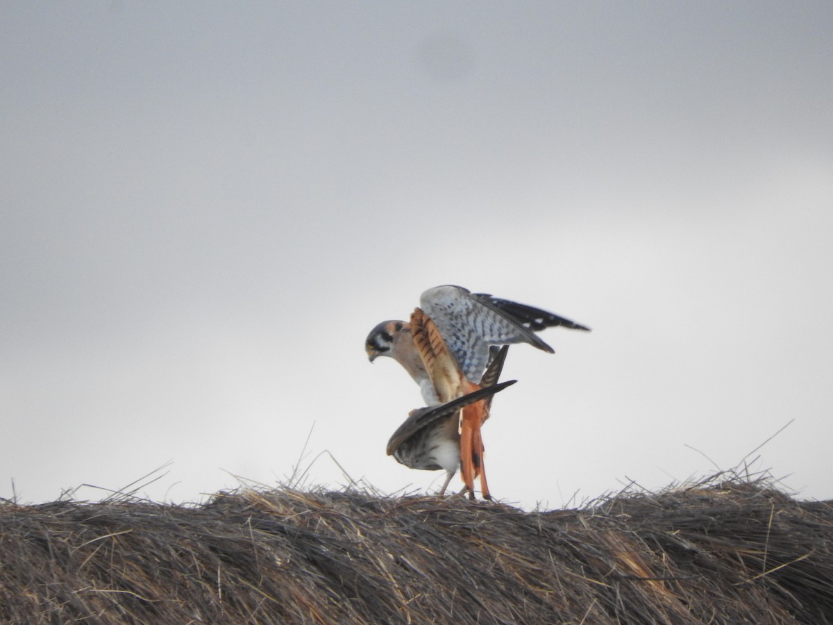 American Kestrel - ML645921743
