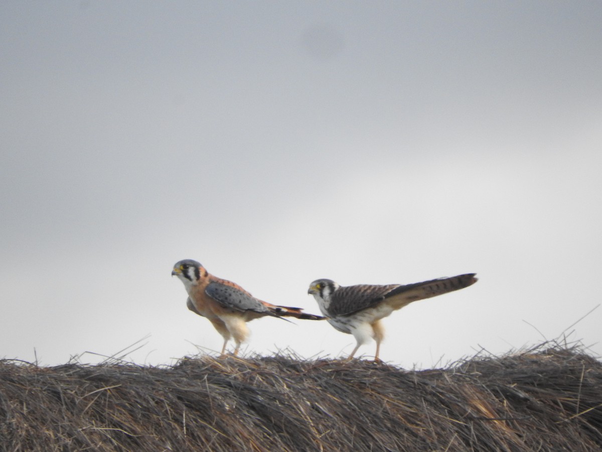 American Kestrel - ML645921744