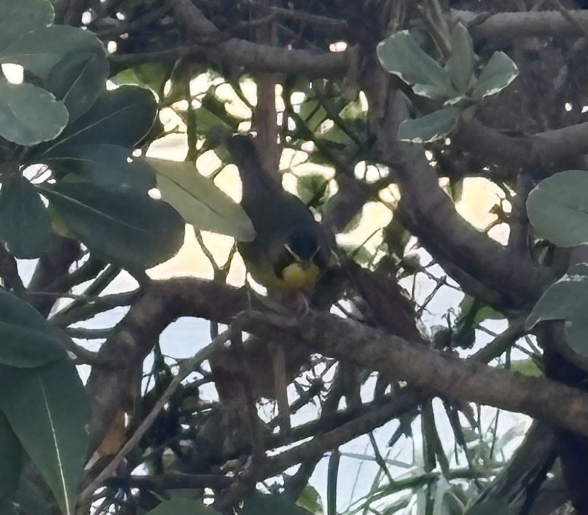 Kentucky Warbler - ML645921745