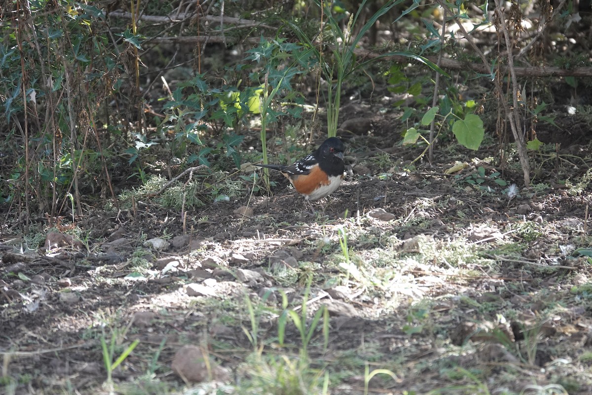 Spotted Towhee - ML645921747