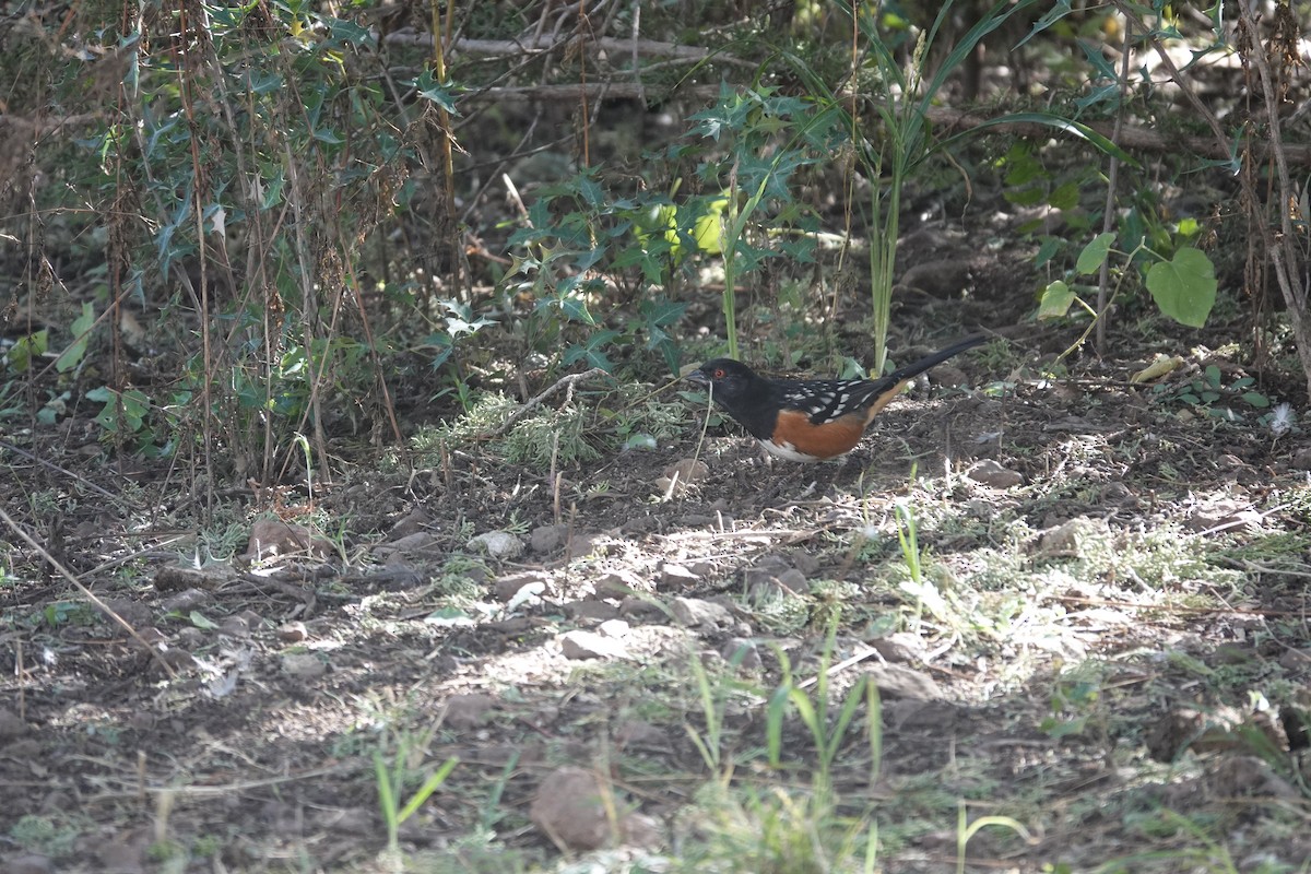 Spotted Towhee - ML645921748