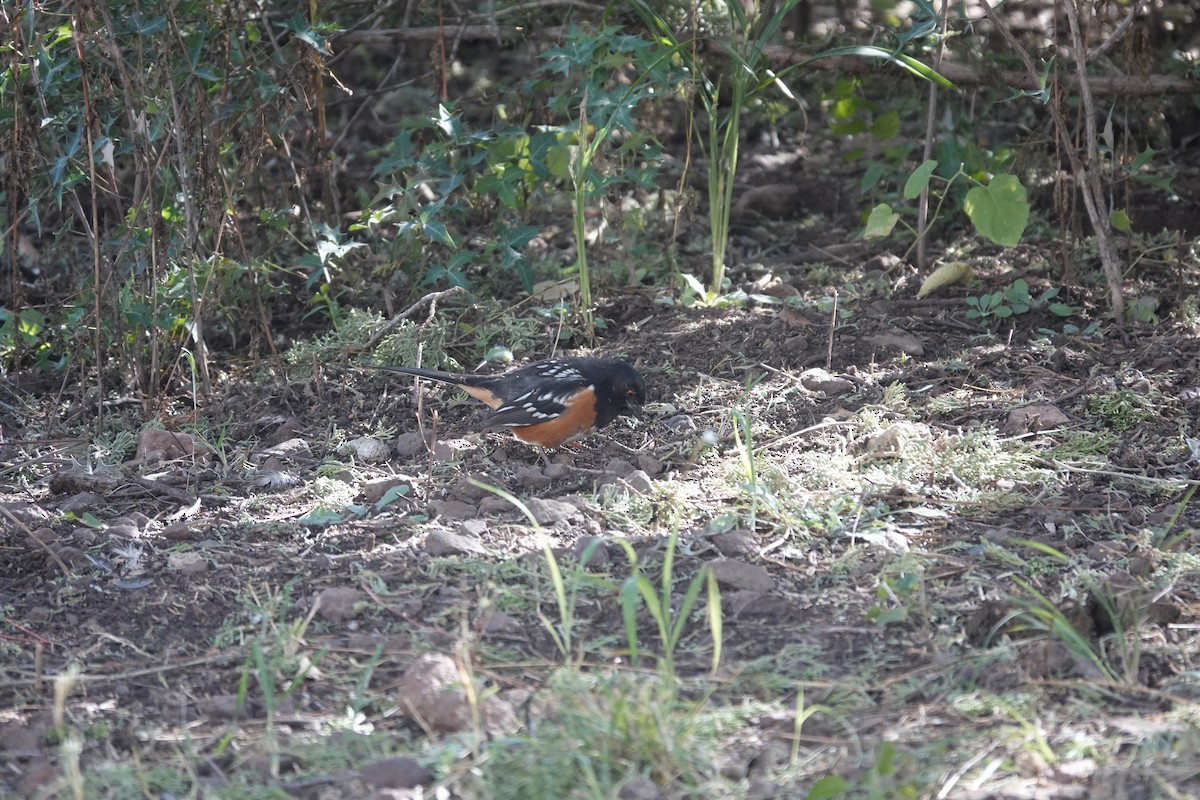 Spotted Towhee - ML645921749