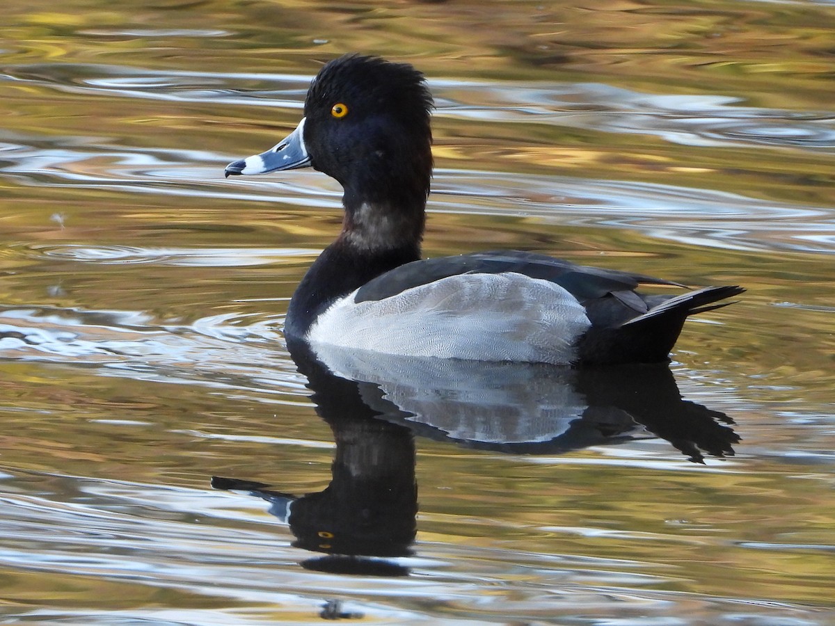 環頸潛鴨 - ML645921754