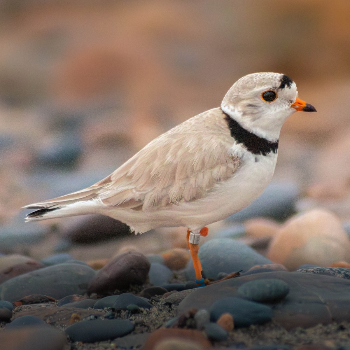 Piping Plover - ML645921755