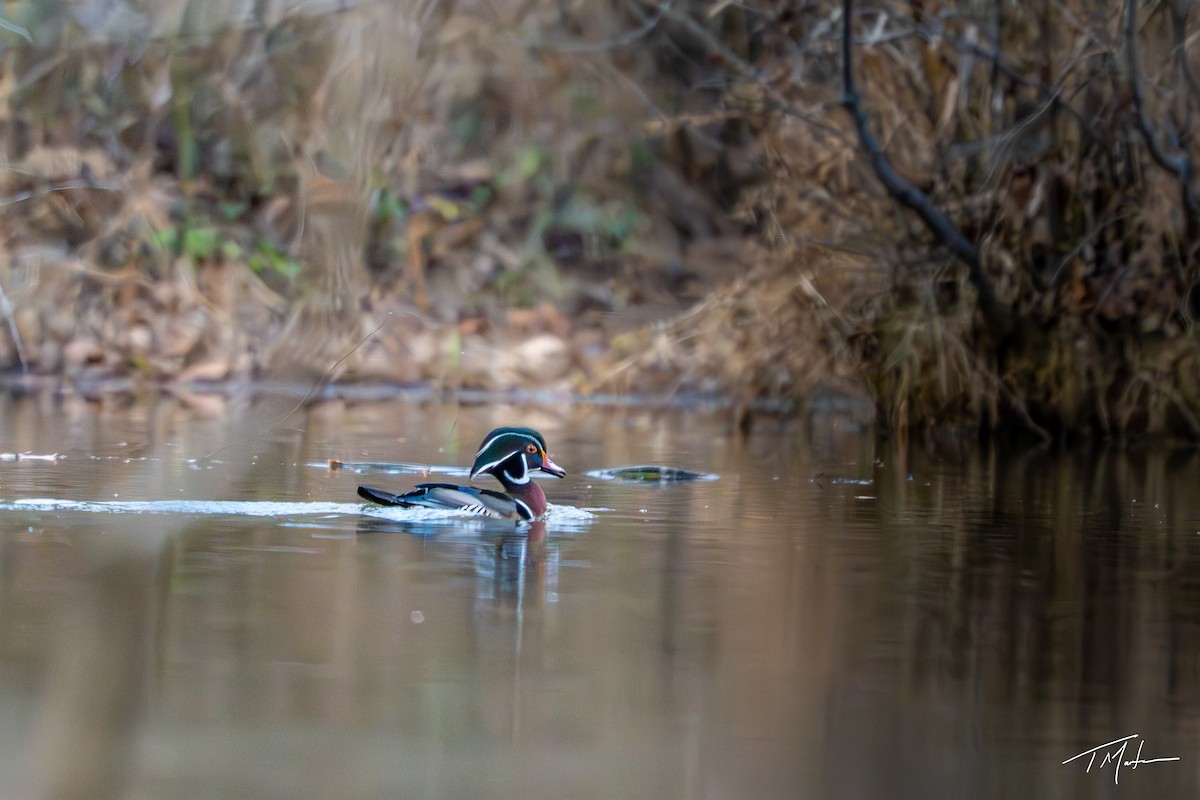 美洲鴛鴦 - ML645921756